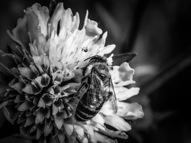 Photo close-up of bee pollinating on flower