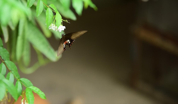 蜂が授粉する花のクローズアップ