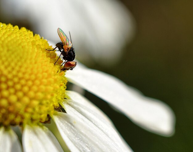 Close-up of bee pollinating on flower