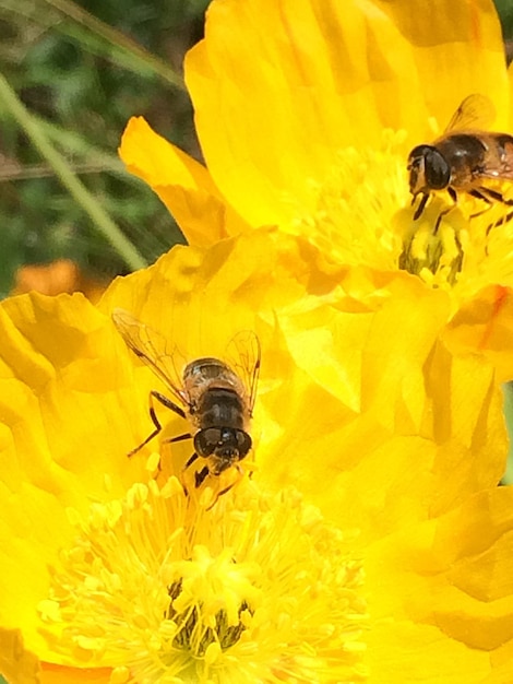 Close-up of bee pollinating on flower