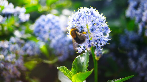 Photo close-up of bee pollinating flower