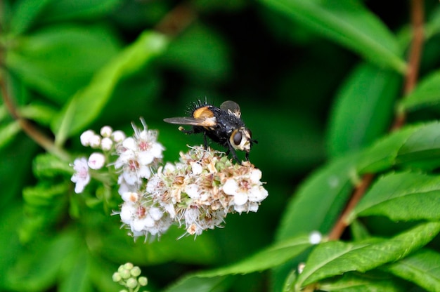 Photo close-up of bee pollinating on flower