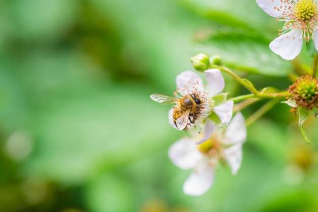 Close-up of bee pollinating flower