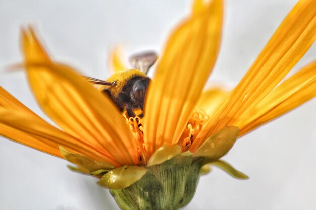 Close-up of bee pollinating on flower