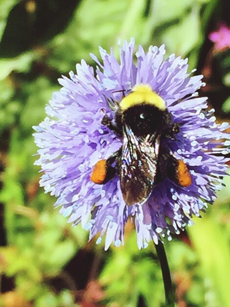 Foto close-up di un'ape che impollina un fiore