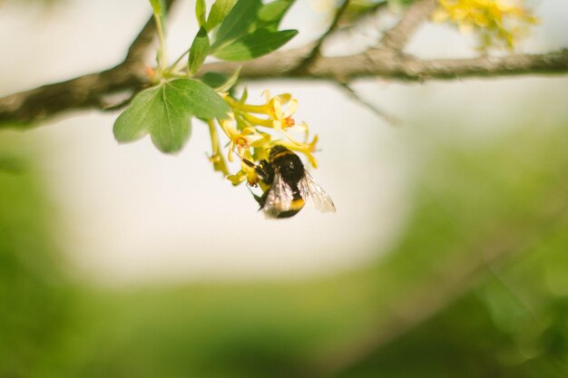 Close-up of bee pollinating flower