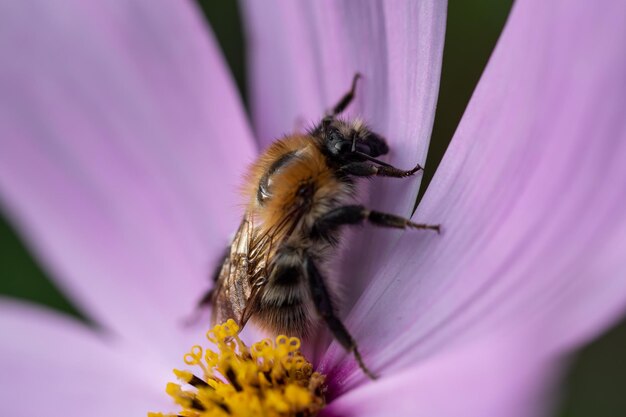 Close-up of bee pollinating on flower