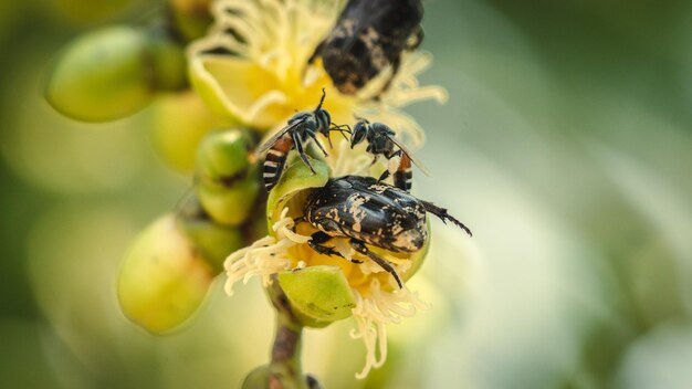 Close-up of bee pollinating on flower