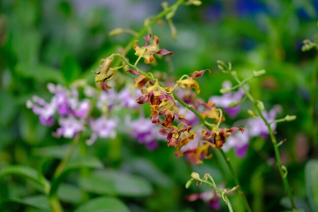 Close-up di un'ape che impollina un fiore