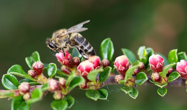 Close-up of bee pollinating on flower