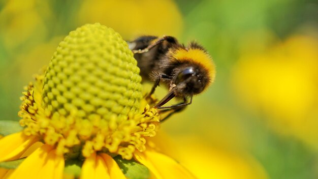 Close-up of bee pollinating on flower