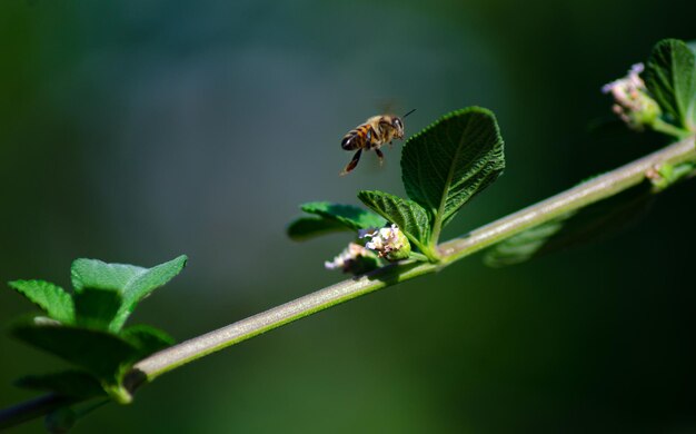 Close-up of bee pollinating on flower