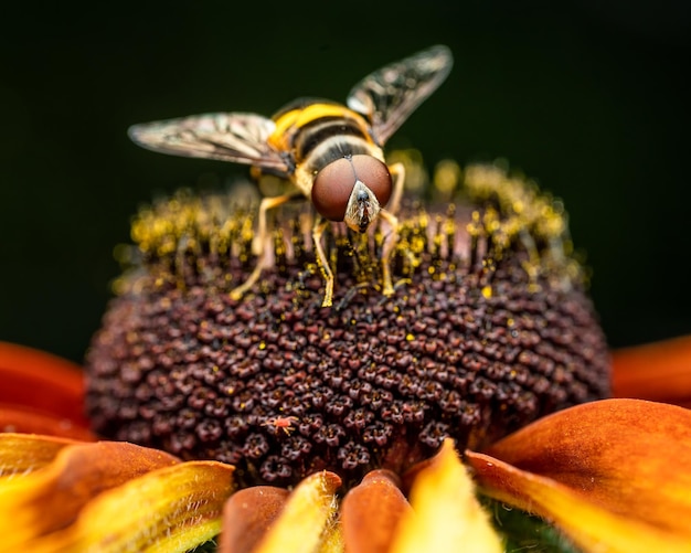 Photo close-up of bee pollinating on flower