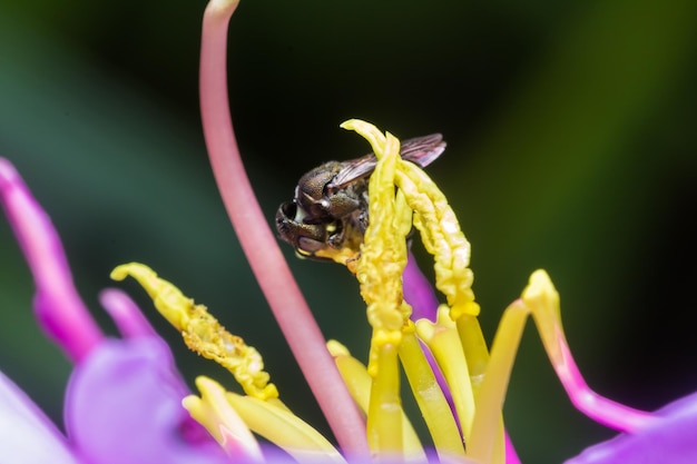 Foto close-up di un'ape che impollina un fiore