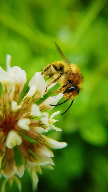 Close-up of bee pollinating on flower