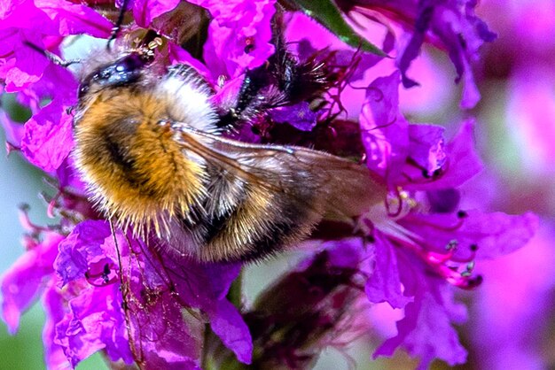 Close-up of bee pollinating flower