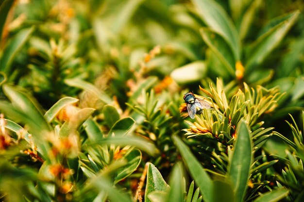 Close-up of bee pollinating flower