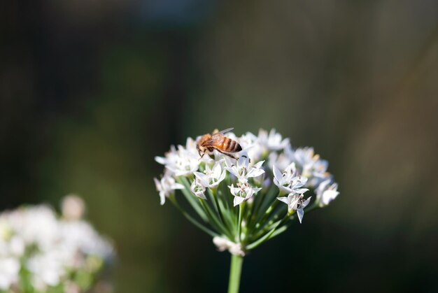 Close-up of bee pollinating on flower