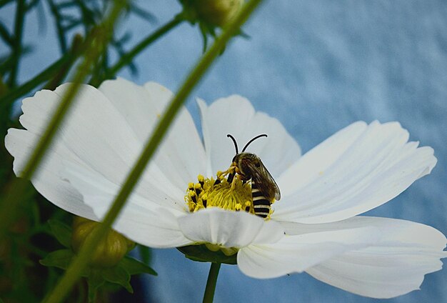 Foto close-up di un'ape che impollina un fiore