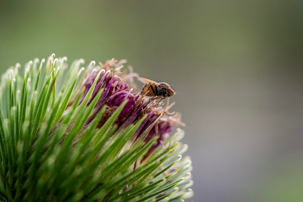 Foto close-up di un'ape che impollina un fiore