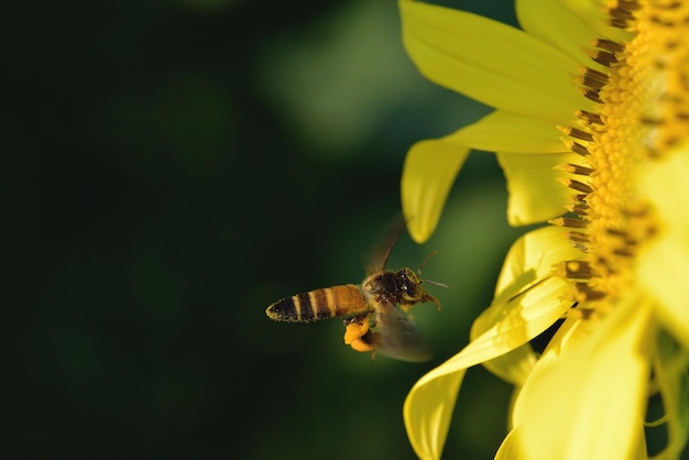 Close-up of bee pollinating on flower