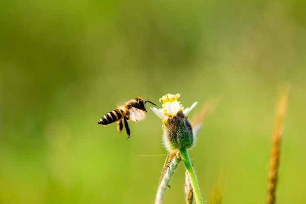 Close-up of bee pollinating on flower