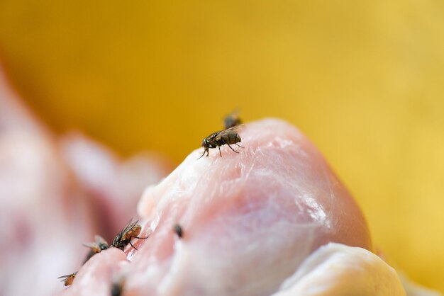 Close-up of bee pollinating on flower