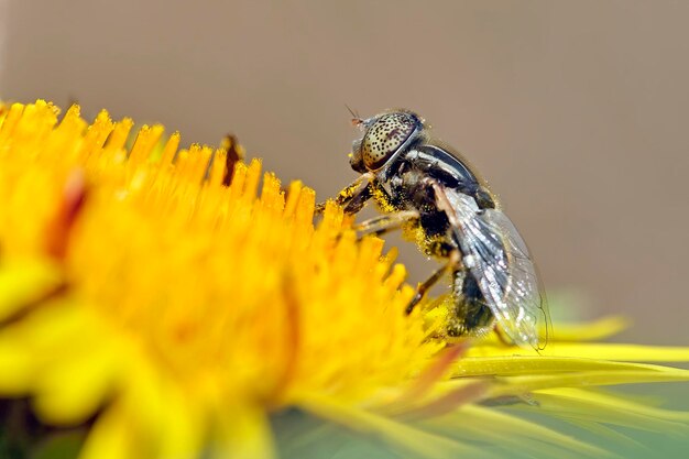 Close-up of bee pollinating on flower