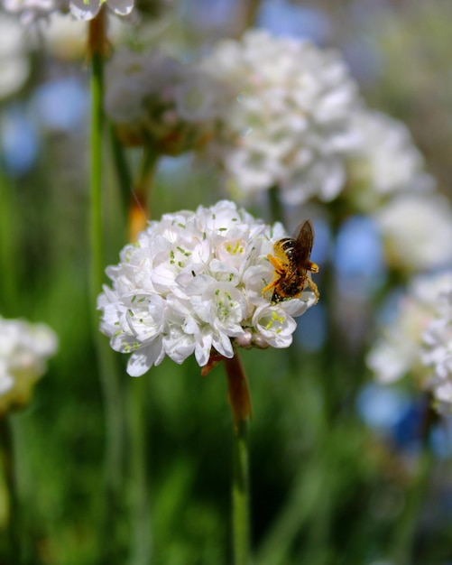 Foto close-up di un'ape che impollina un fiore