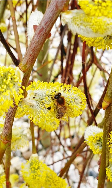 Close-up of bee pollinating on flower