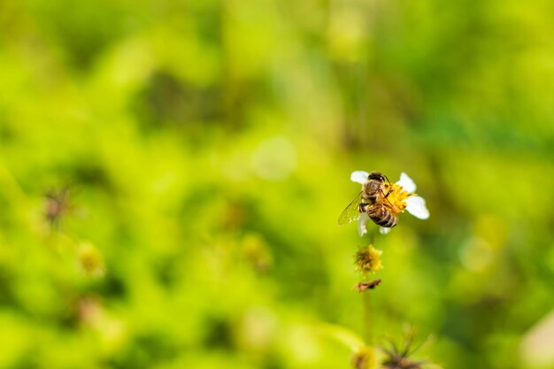 Close-up of bee pollinating on flower