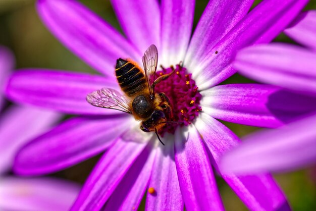 Close-up of bee pollinating on flower