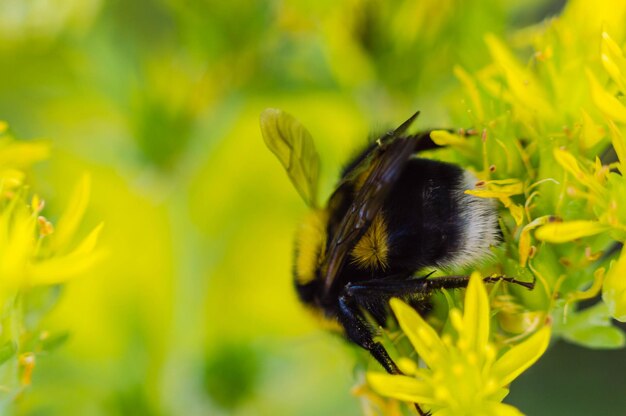 Close-up of bee pollinating on flower