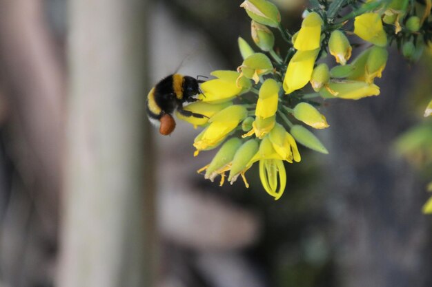 Close-up of bee pollinating on flower