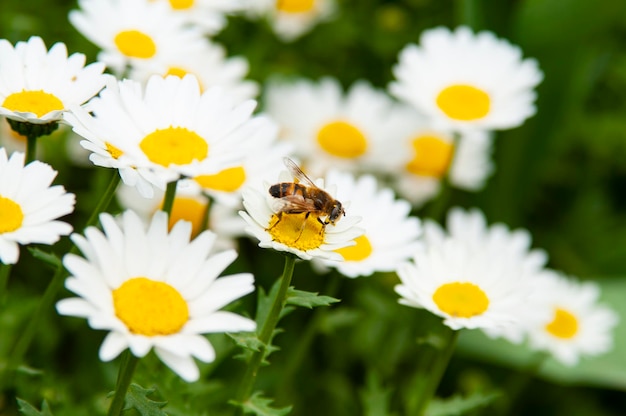 Photo close-up of bee pollinating on flower