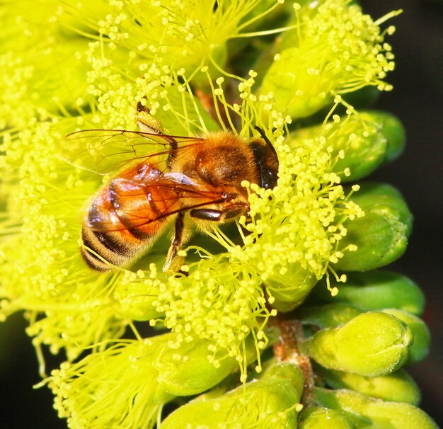 Close-up of bee pollinating on flower