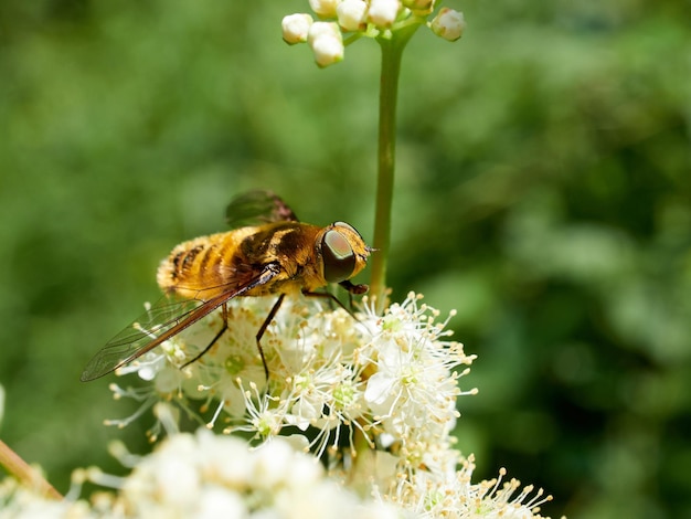 Close-up of bee pollinating on flower