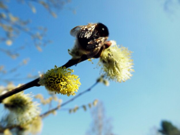 Close-up of bee pollinating flower