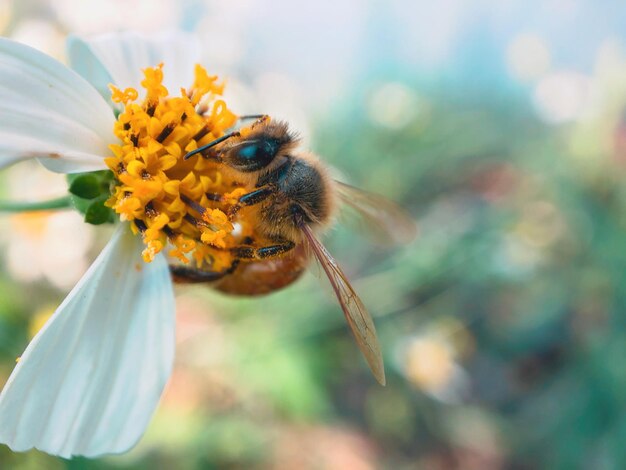 Photo close-up of bee pollinating on flower