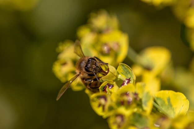 Близкий план опыления пчелы на цветке