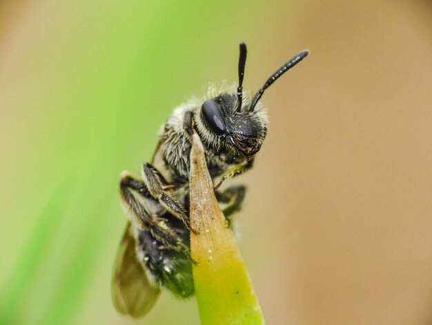 Close-up of bee pollinating on flower