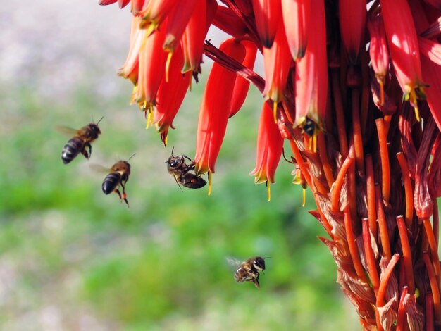 Close-up of bee pollinating on flower