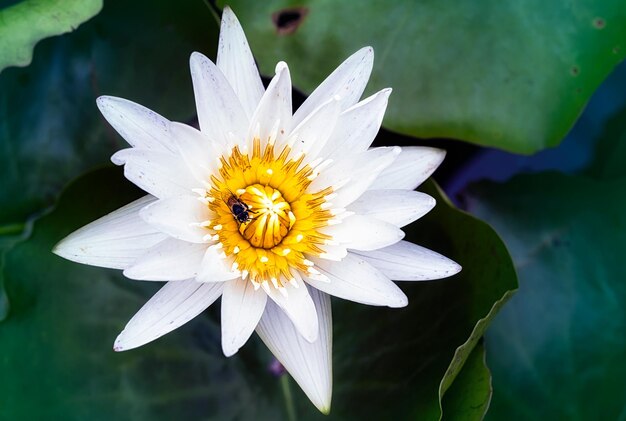 Close-up of bee pollinating flower