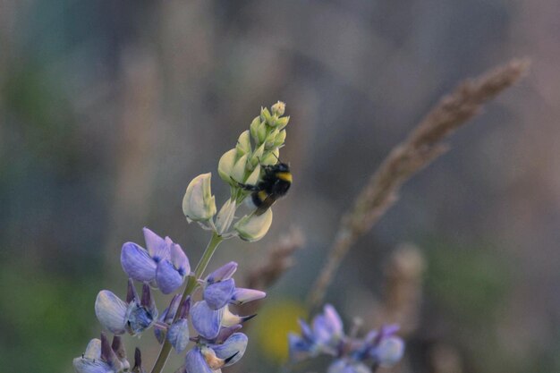 Foto close-up di un'ape che impollina un fiore