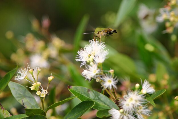 Foto close-up di un'ape che impollina un fiore