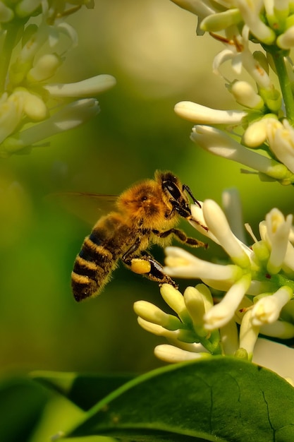 Photo close-up of bee pollinating on flower