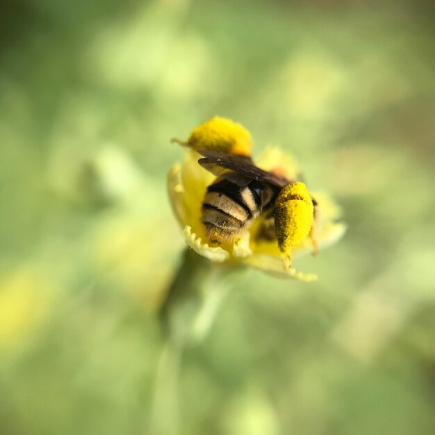 Close-up of bee pollinating on flower