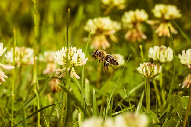 Foto close-up di un'ape che impollina un fiore