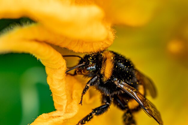 Close-up of bee pollinating on flower