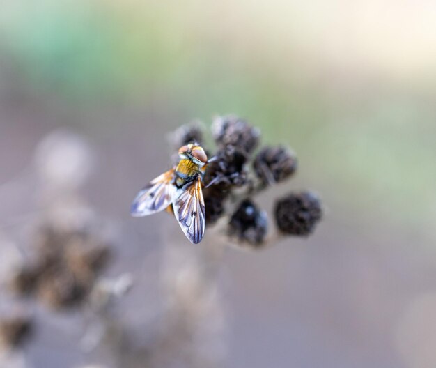 Photo close-up of bee pollinating on flower